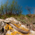 La Luscengola esce da sottoterra solo quando le temperature esterne lo consentono